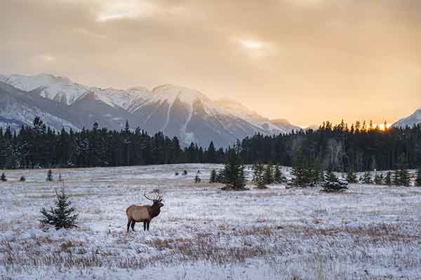 Banff panoramic view