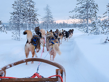 Sleigh dogs pulling a sleigh in snowy landscape