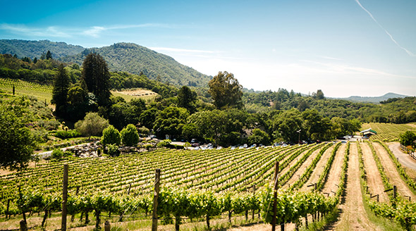 See Yourself Here: Napa Valley. Discover California's sun-drenched wine region
