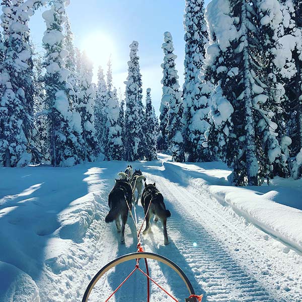 Husky safari in Lapland