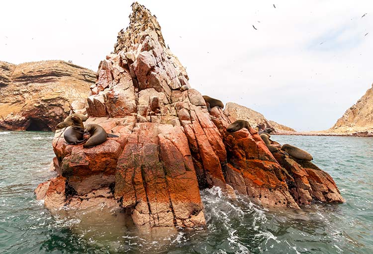 Seals on Ballestas Islands