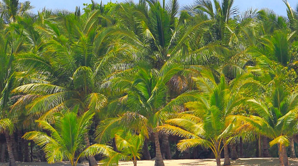 See Yourself Here: Punta Cana - Experience The Exotic Culture
