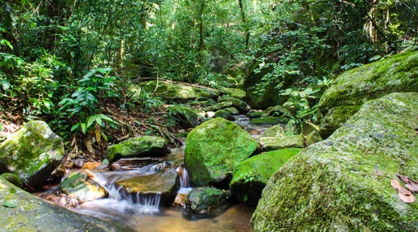 Tijuca National Park - Rio de Janeiro